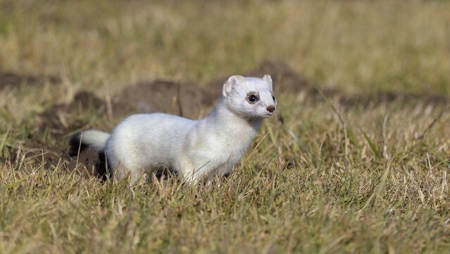 Stoat (Mustela erminea), in a meadow, biosphere area, Swabian Alb, Baden-W&uuml;rttemberg, Germany