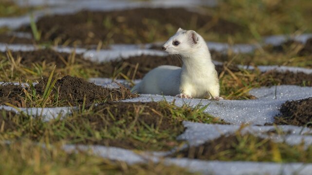 Stoat (Mustela erminea), in a meadow with residual snow, biosphere area, Swabian Alb, Baden-W&uuml;rttemberg, Germany