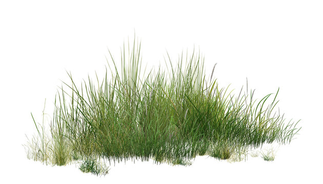 grass isolated on white background/High-detail green grass clump isolated on white background, natural vegetation with sharp texture.