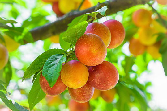 Branches with not ripe yellow red cherry plum fruit in the garden