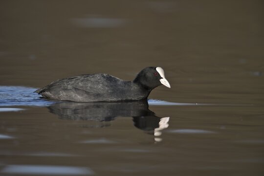 Common coot (Fulica atra), Emsland, Lower Saxony, Germany