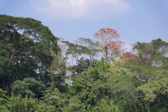 Amazon Tropical rain Forest with Pink Ipe Tree (Tabebuia ipe), Madre de Dios River, Manu National Park, Peruvian Amazon, Peru