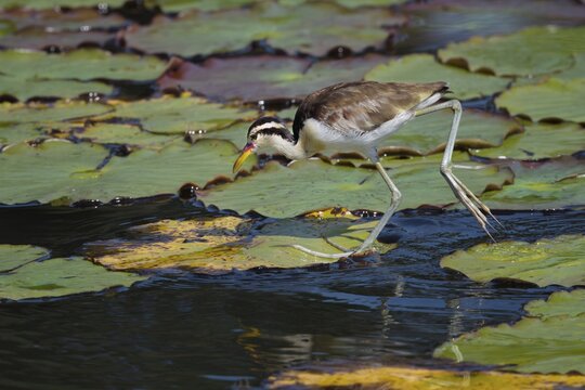 Juvenile Wattled Jacana (Jacana jacana) walking on waterlilies leaves, Manu National Park, Peruvian Amazon, Peru