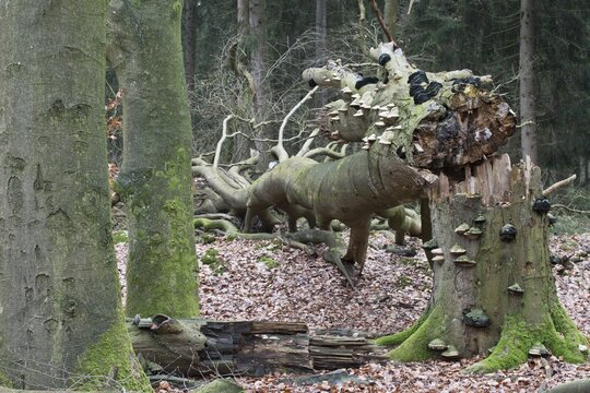 Dead beech (Fagus sylvatica) trees with fungal infestation, Emsland, Lower Saxony, Germany