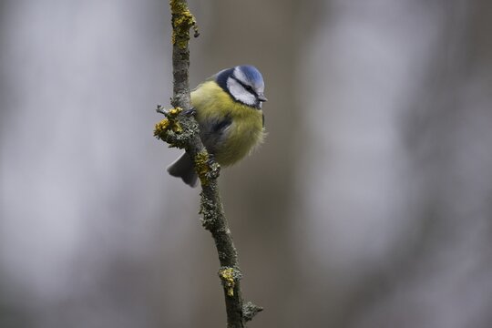 Blue Tit (Parus caerulea), Emsland, Lower Saxony, Germany