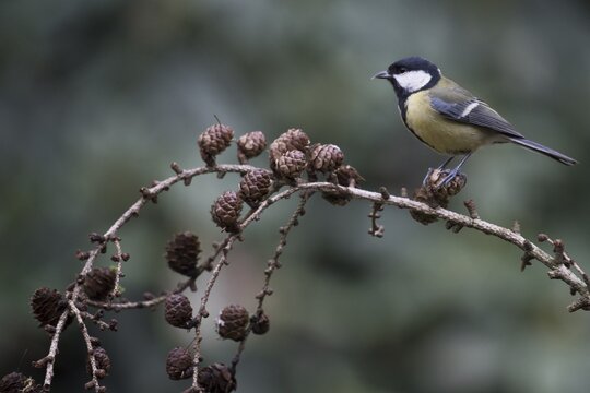 Great Tit (Parus major), Emsland, Lower Saxony, Germany
