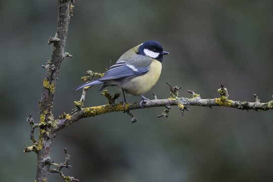 Great Tit (Parus major), Emsland, Lower Saxony, Germany