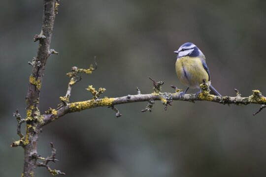 Blue Tit (Parus caerulea), Emsland, Lower Saxony, Germany