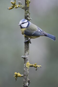 Blue Tit (Parus caerulea), Emsland, Lower Saxony, Germany