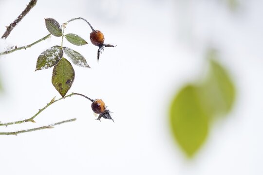 Rosehip, dog rose (Rosa canina), leaves and fruiting body with hoarfrost crystals, Hesse, Germany