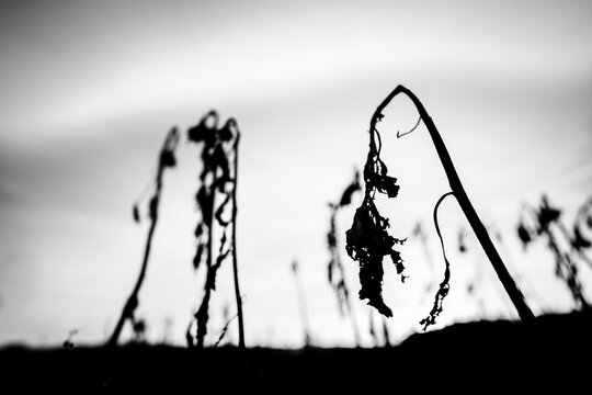 Withered sunflowers (Helianthus annuus) in the backlight, Mindelheim, Unterallg&auml;u, Bavaria, Germany