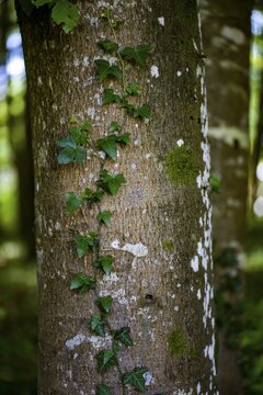 Ivy (Hedera helix) on tree trunk, Mindelheim, Unterallg&auml;u, Bavaria, Germany