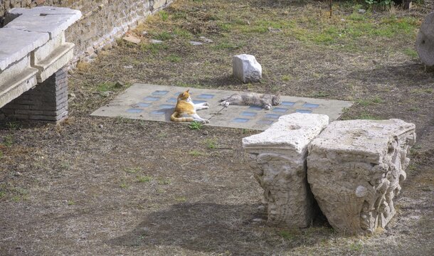 Cats at Largo di Torre Argentina, Rome, Italy