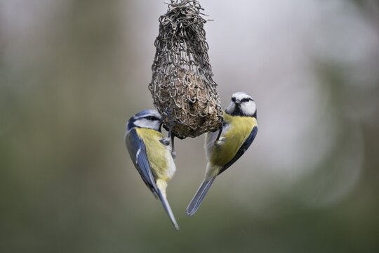 Blue tits (Parus caerulea) at the Tit Dumpling, Emsland, Lower Saxony, Germany