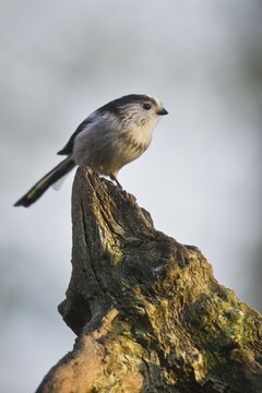 Long-tailed tit (Aegithalos caudatus), Emsland, Lower Saxony, Germany
