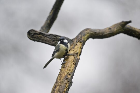 Great Tit (Parus major), Emsland, Lower Saxony, Germany