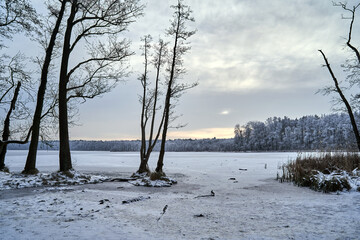 Frozen lake and snow-covered bushes and trees in the forest © GKor