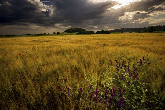 Grain field with thunderstorm sky in morning light, Mindelheim, Unterallg&auml;u, Swabia, Bavaria, Germany