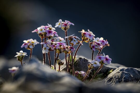 Man's shield (Androsace) on rocks, Namlos, Reutte, Lechtal, Au&szlig;erfern, Tyrol, Austria