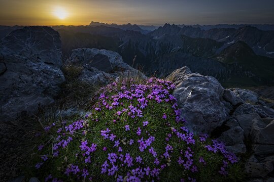 Stemless campion (Silene acaulis) on rocks at sunrise, Namlos, Reutte, Lechtal, Au&szlig;erfern, Tyrol, Austria