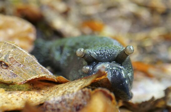 Roundback slug (Arionidae) feeding, Hesse, Germany