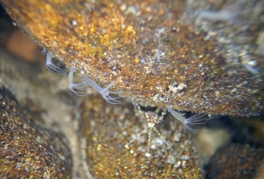 Polyp Grey hydra vulgaris (Hydra attenuata), Hesse, Germany