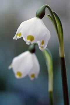 Spring snowflake (Leucojum vernum), Hesse, Germany