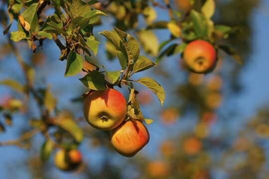 Cox Orange on apple tree (Malus domestica), Hesse, Germany