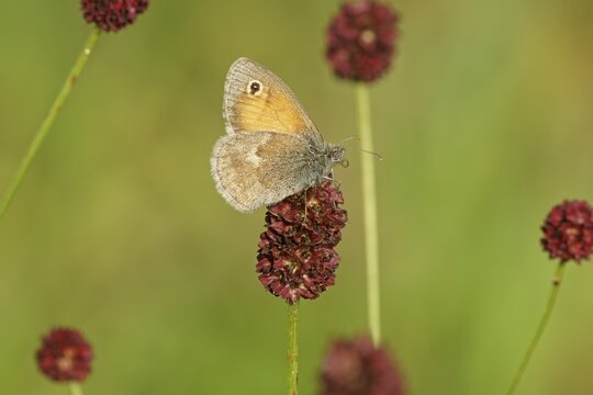 Small heath (Coenonympha pamphilus) in a meadow buttercup, Hesse, Germany
