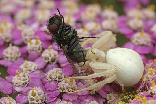 Predator and prey, goldenrod crab spider (Misumena vatia) with captured fly on a flower, Hesse, Germany