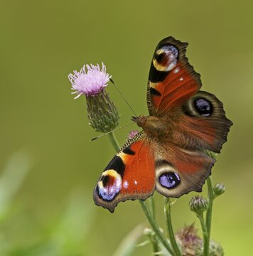 European peacock (Aglais io) on a thistle flower, Hesse, Germany
