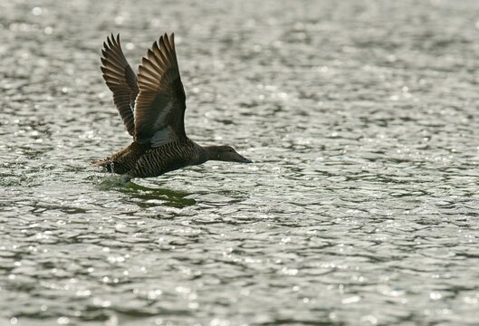 Common Eider (Somateria mollissima) female in flight, Longyearbyen, Svalbard, Norway
