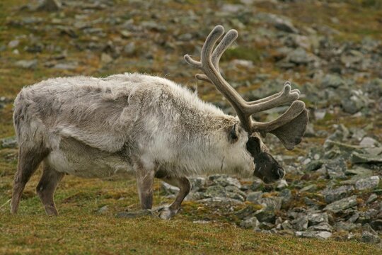 Svalbard reindeer (Rangifer tarandus platyrhynchus), Svalbard, Spitsbergen