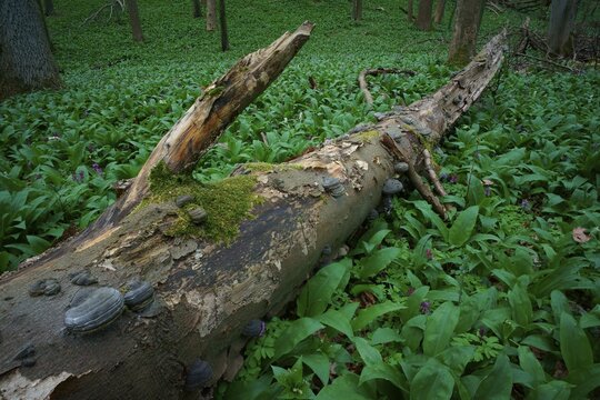 Deadwood with tinder fungus in a forest with wild garlic, Thuringia, Germany
