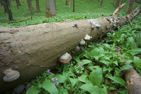 Deadwood with tinder fungus in a forest with wild garlic and larkspur, Thuringia, Germany