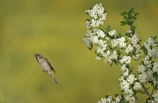 Eurasian tree sparrow (Passer montanus) in flight, Hesse, Germany