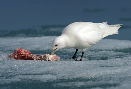 Ivory Gull (Pagophila eburnea) feeding on the remains of a carcass, Spitsbergen, Norway