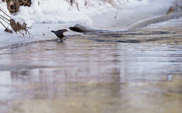 White-breasted dipper (Cinclus cinclus) in winter, Hesse, Germany