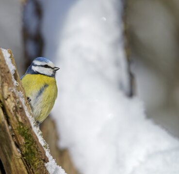 Blue Tit (Parus caeruleus) in winter, Hesse, Germany
