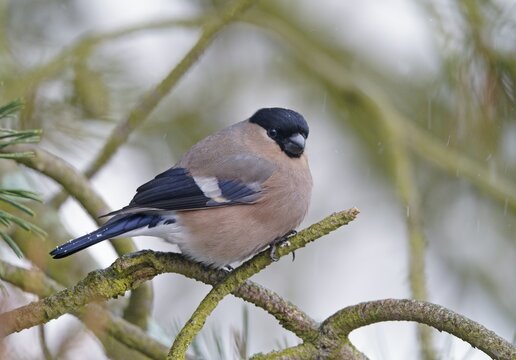 Eurasian bullfinch (Pyrrhula pyrrhula) female, Hesse, Germany