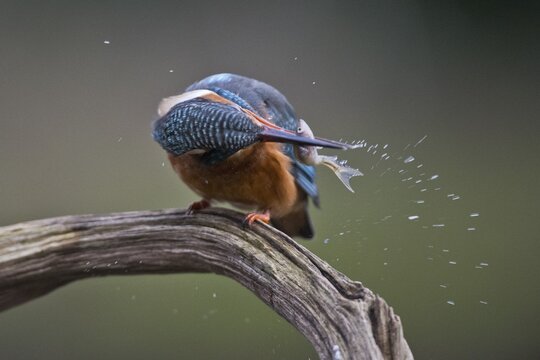 Common kingfisher (Alcedo atthis) kills caught fish, Emsland, Lower Saxony, Germany