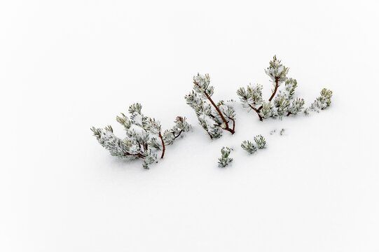Pine (Pinus) under snow, Reutte, Au&szlig;erfern, Tyrol, Austria