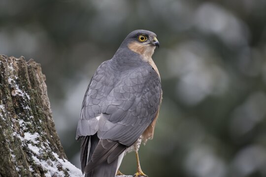 Northern goshawk (Accipiter gentilis), Emsland, Lower Saxony, Germany