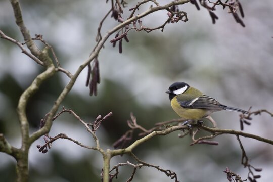 Great Tit (Parus major), Emsland, Lower Saxony, Germany