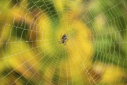 Cross spiders (Araneus) in front of yellow and green leaves, stream, Lechtal, Tyrol, Austria