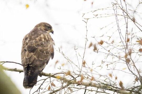 Steppe buzzard (Buteo buteo) sitting on branch, malformation of beak, Hesse, Germany