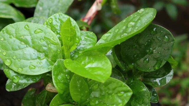 Basella alba (Malabar spinach) is a native vegetable high in mucilage and possesses numerous medicinal properties. It aids digestion, relieves constipation, acts as a cooling agent to reduce fever, co