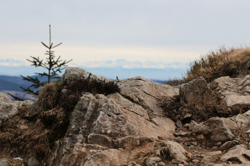 Fototapeta premium Blick vom Belchen im Schwarzwald auf die Alpen im Winter