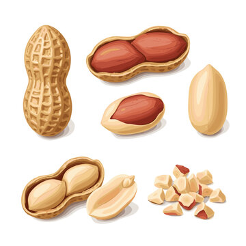 ground peanuts  realistic vector object set