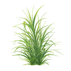 Fototapeta premium Fresh Green Grass with Lush, Vibrant Texture, Perfect for Nature and Landscape Designs ,isolated on transparent background